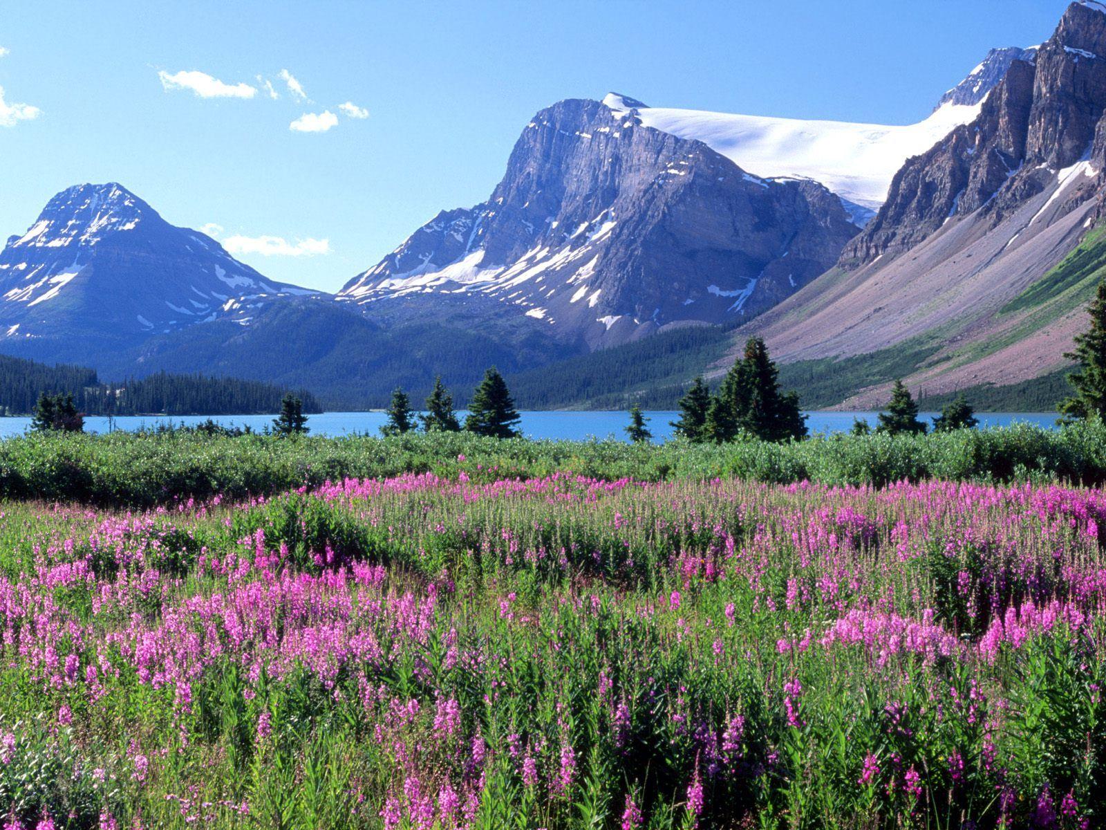1600x1200 Bow Lake, Canadian Rockies, Alberta HD 1600x UXGA 1600x1200 Wallpaper Background Desktop, iphone & Android Free Download HD Wallpaper Background Desktop, iphone & Android Free Download