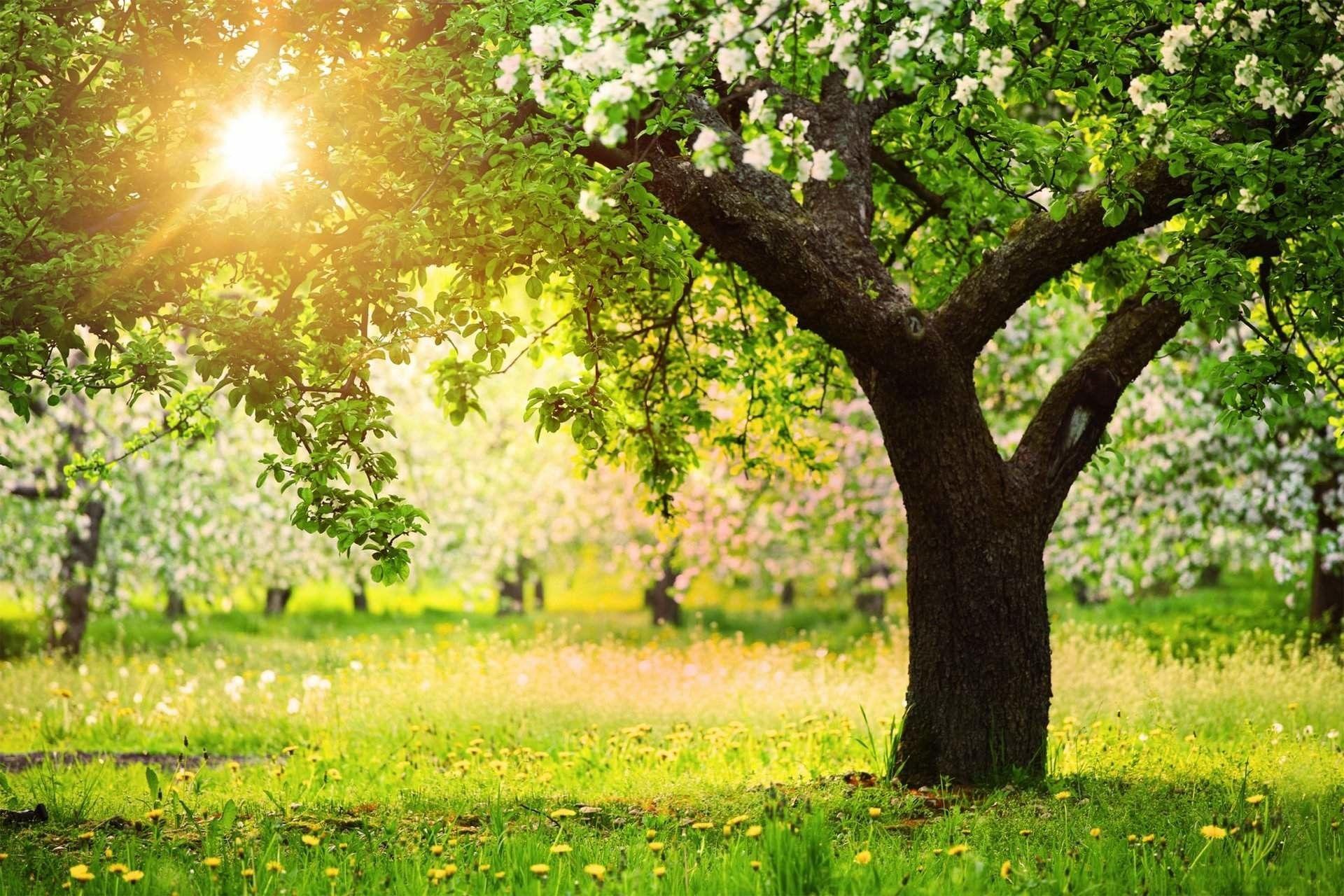 1920x1280 Full HD Nature Wallpaper For Pc Elegant Nature Wallpaper Trees Save Nature, Download Wallpaper