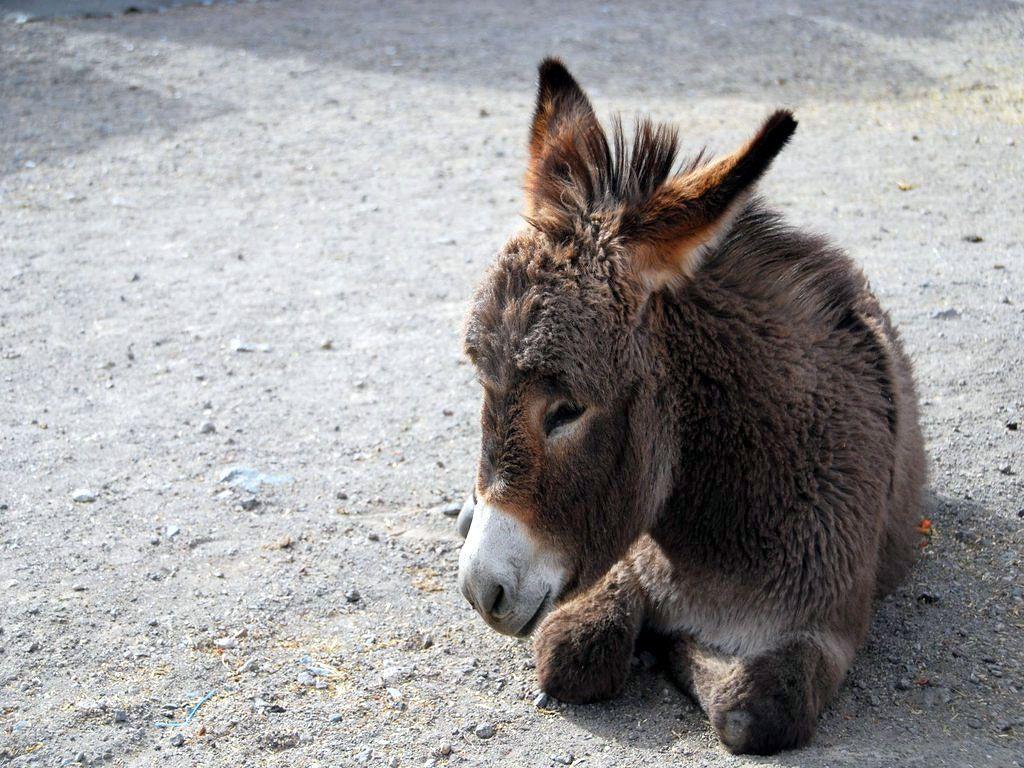 Baby Donkey Wallpapers - Top Free Baby Donkey Backgrounds - WallpaperAccess