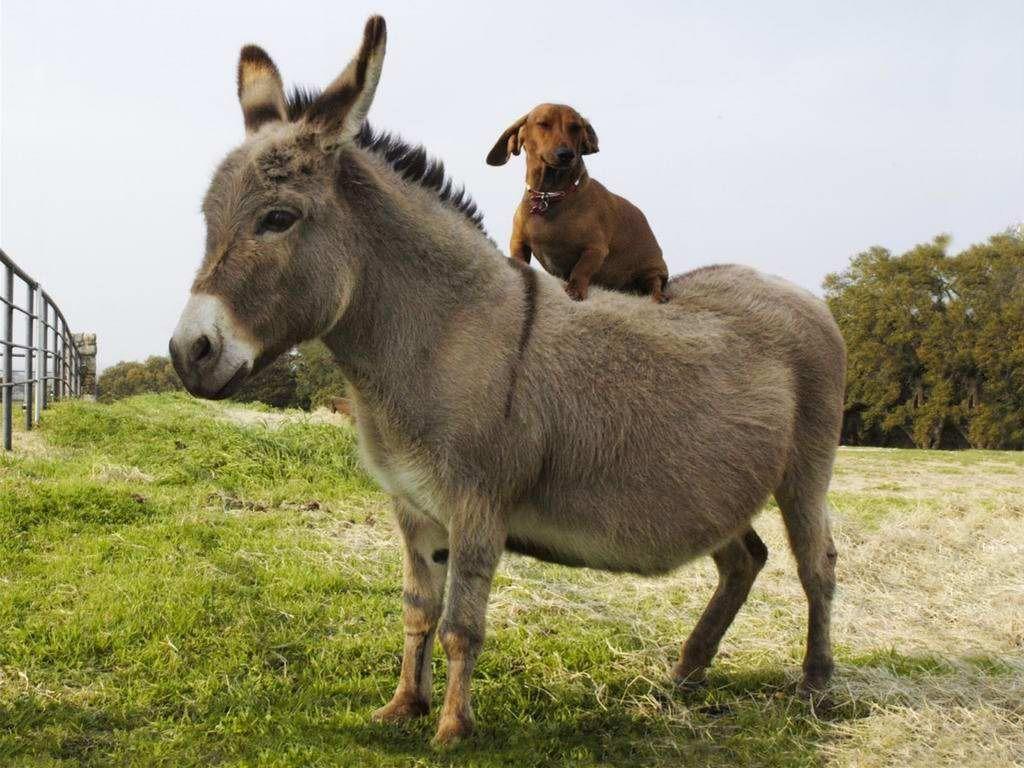 1024x768 Donkey Wallpaper. Fun Animals Wiki, Videos, Picture, Stories. Lazy animals, Animals, Baby dogs