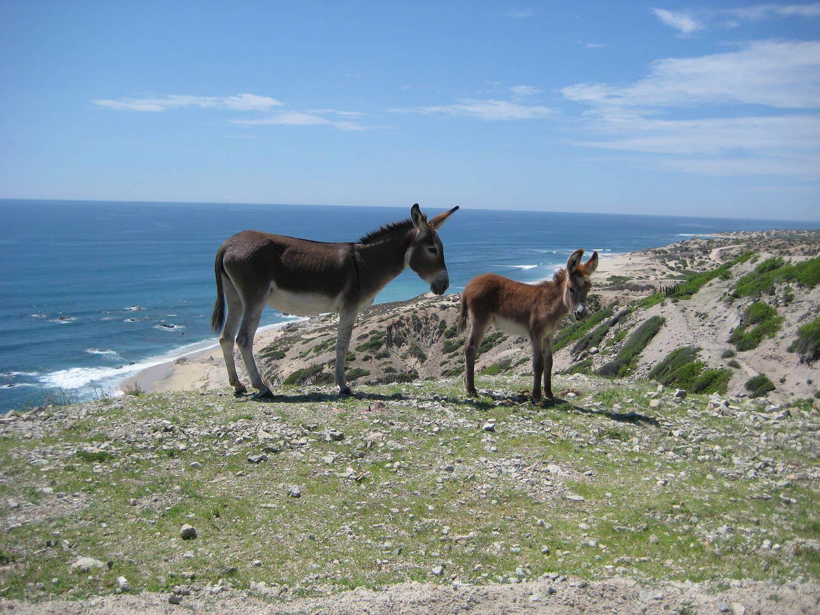 1600x1200 Donkey Wallpaper