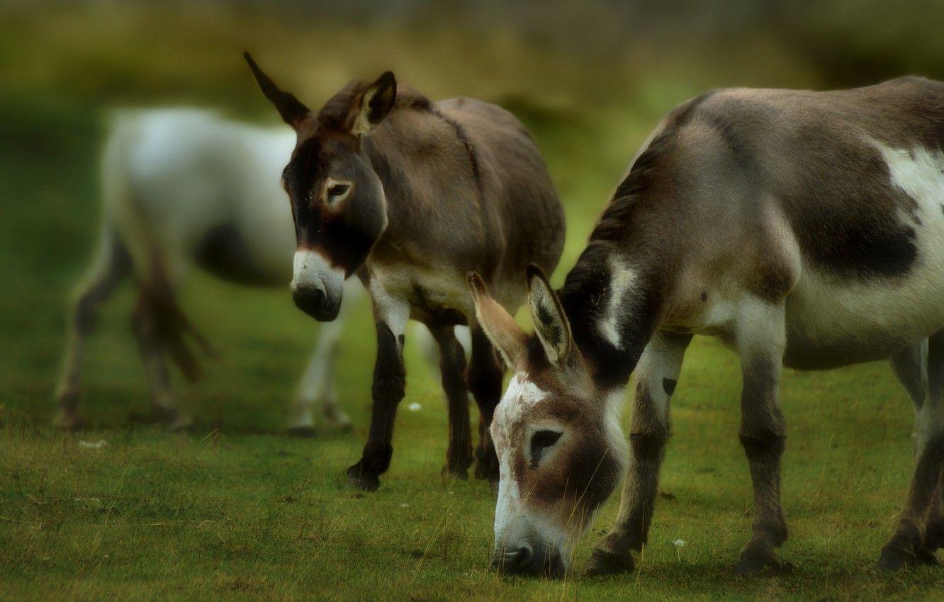 Baby Donkey Wallpapers - Top Free Baby Donkey Backgrounds - WallpaperAccess