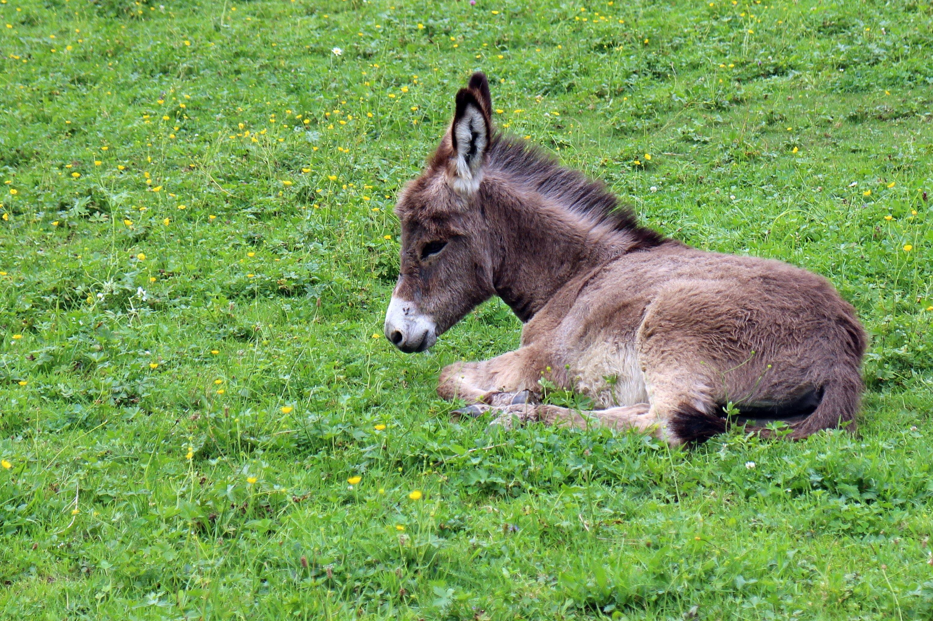 Baby Donkey Wallpapers - Top Free Baby Donkey Backgrounds - WallpaperAccess