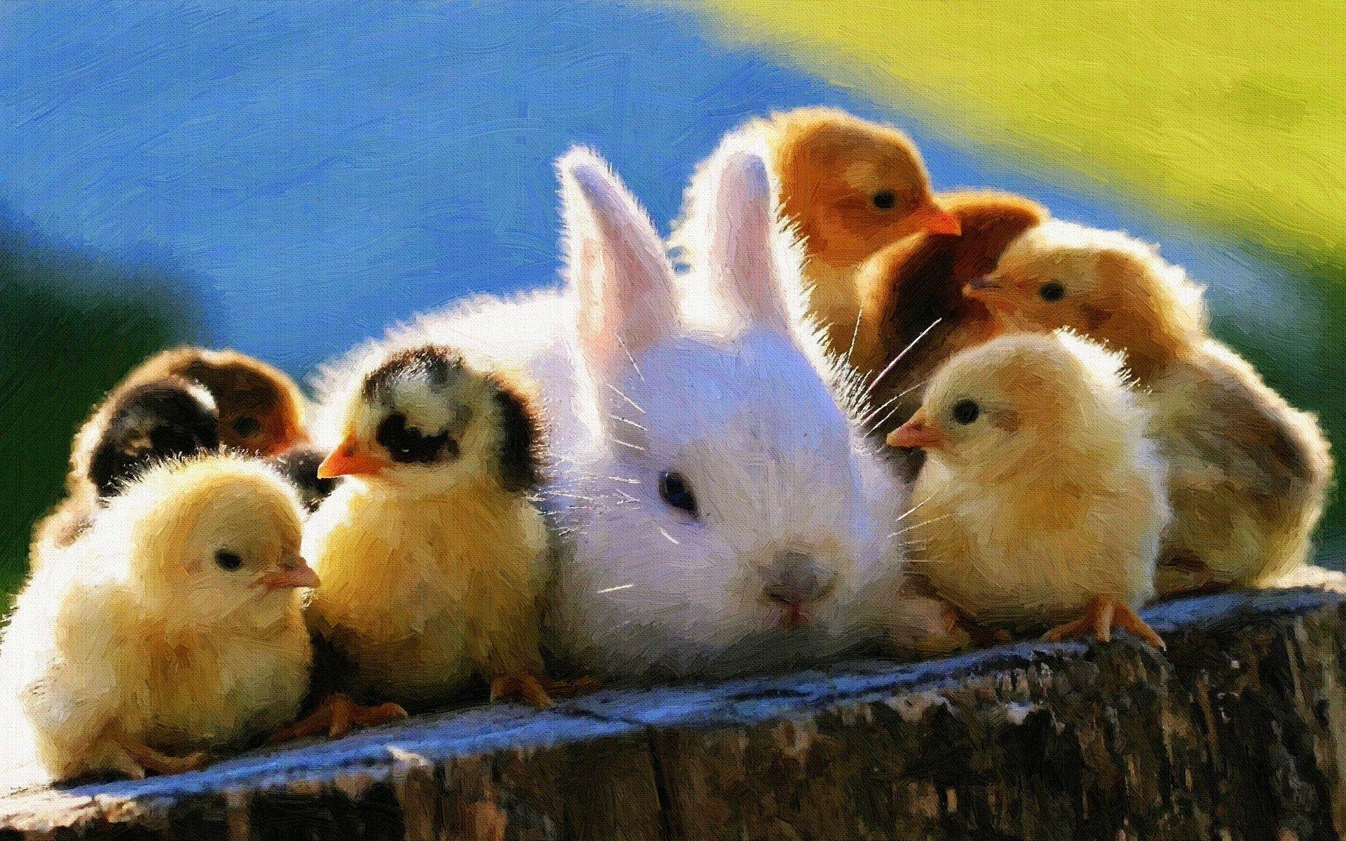 1920x1200 baby Animals, Rabbits, Chickens, Birds, Painting Wallpaper HD / Desktop and Mobile Background