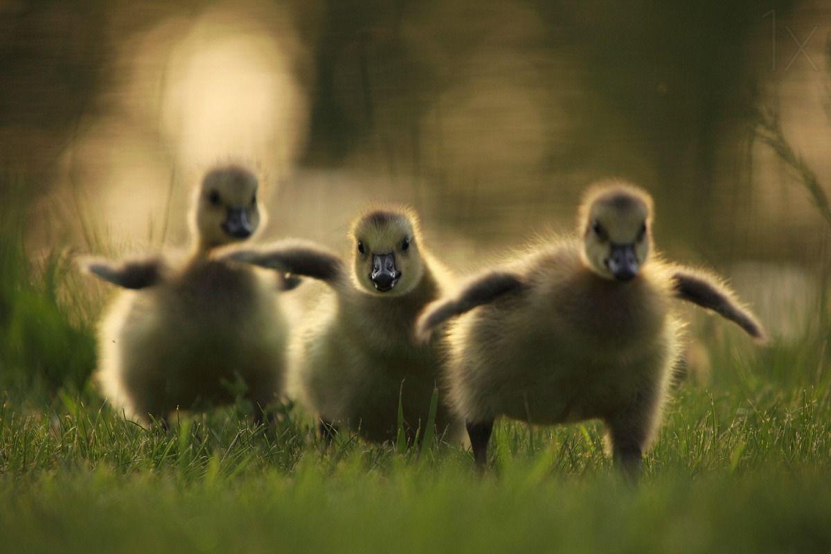 1200x800 Free download Baby Birds High Quality Wallpaper Collection SA Wallpaper [1200x800] for your Desktop, Mobile & Tablet. Explore Baby Ducks Wallpaper. Duck Wallpaper, Ducks Unlimited Wallpaper for