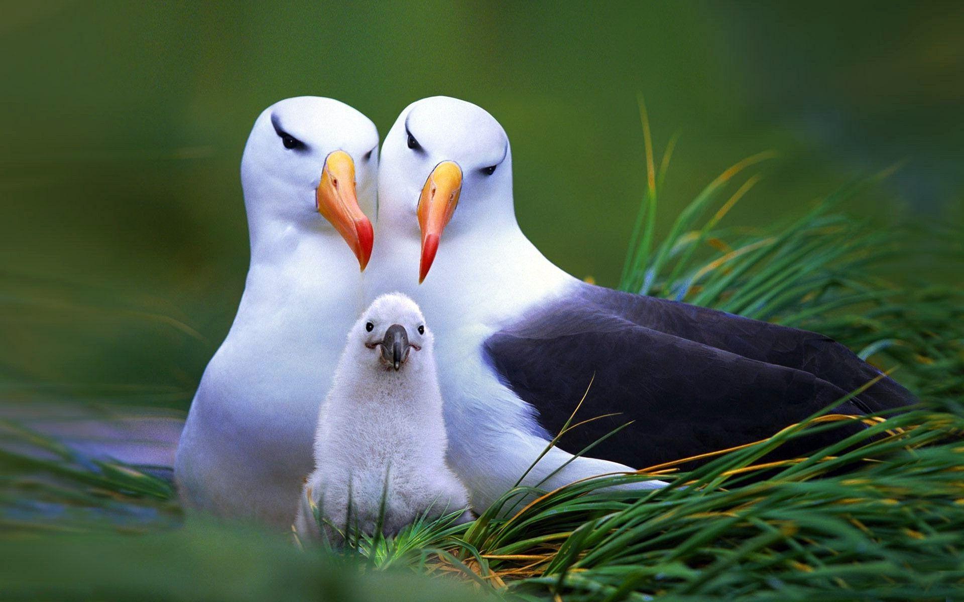 1920x1200 animals, Birds, Seagulls, Baby Animals Wallpaper HD / Desktop and Mobile Background