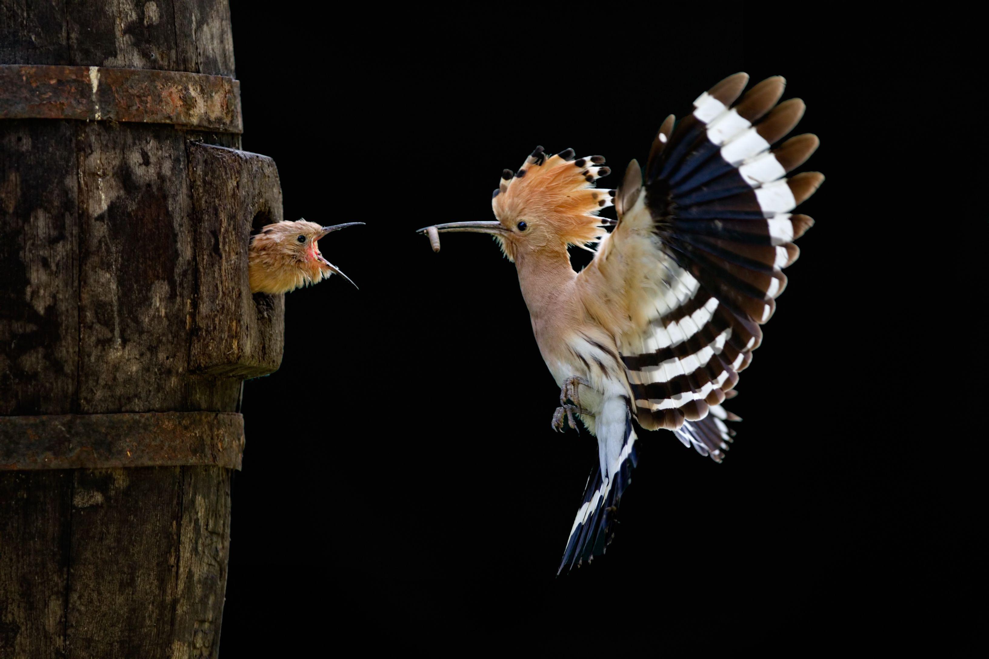 3264x2176 Hoopoe and baby bird Desktop wallpaper 1920x1080