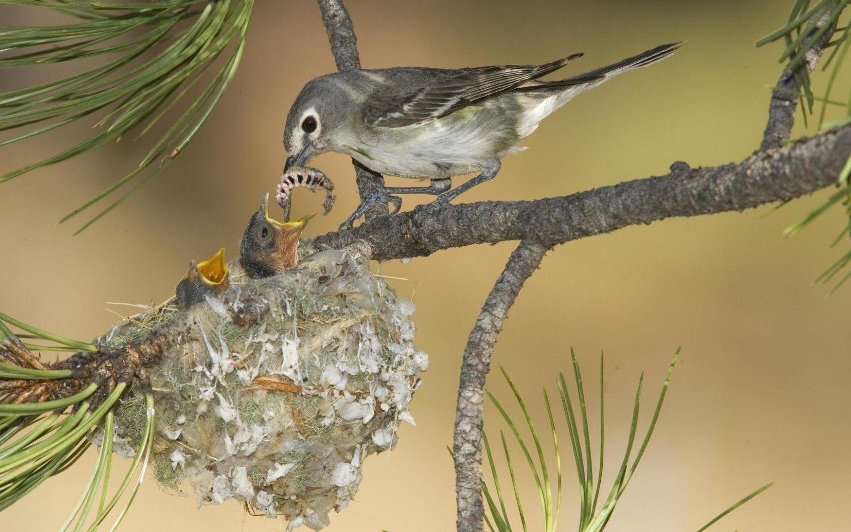 1680x1050 Baby Birds Feeding HD desktop wallpaper : Widescreen : High Definition