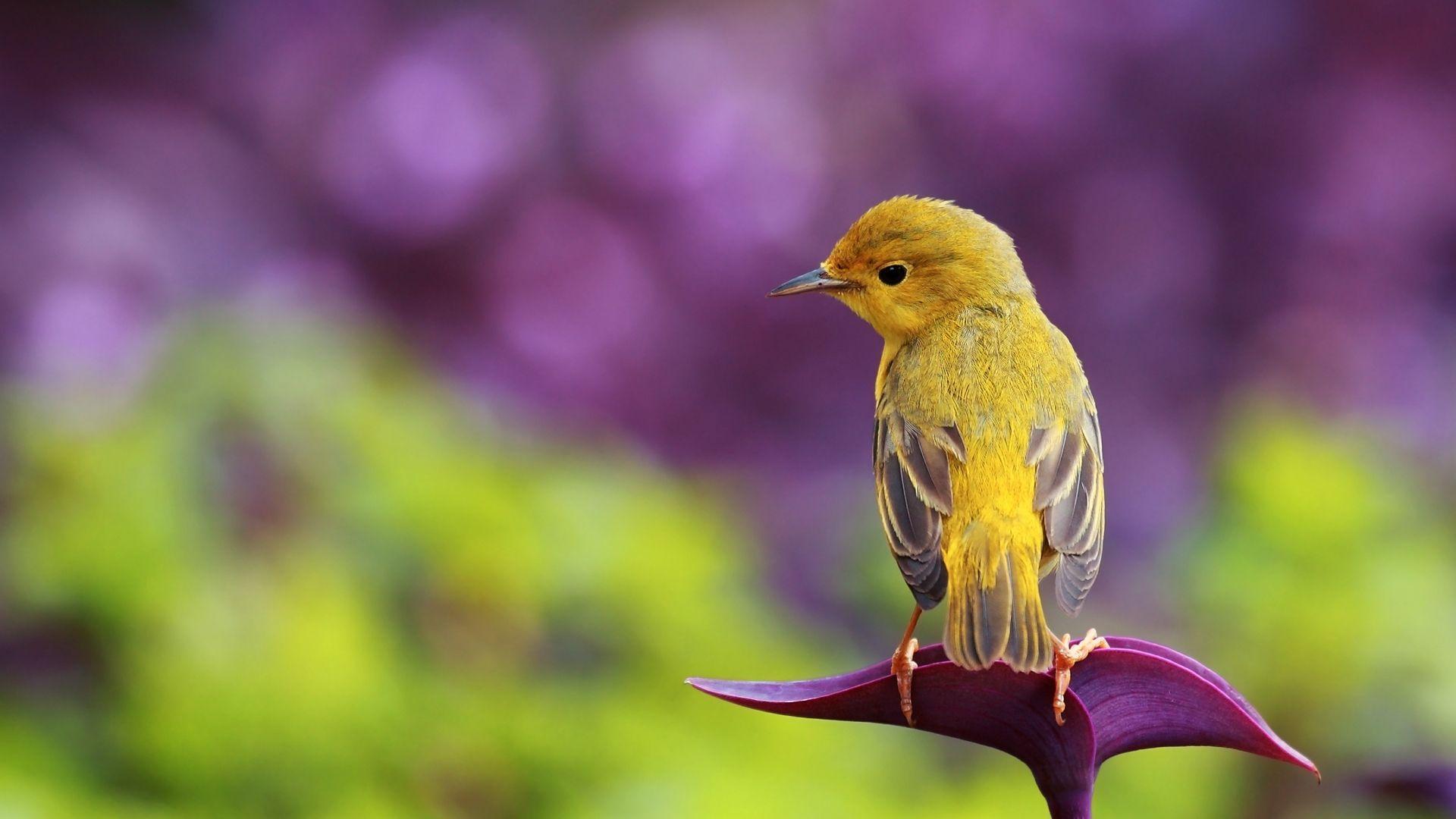 Birds And Flowers Desktop Wallpapers Top Free Birds And Flowers Desktop Backgrounds Wallpaperaccess