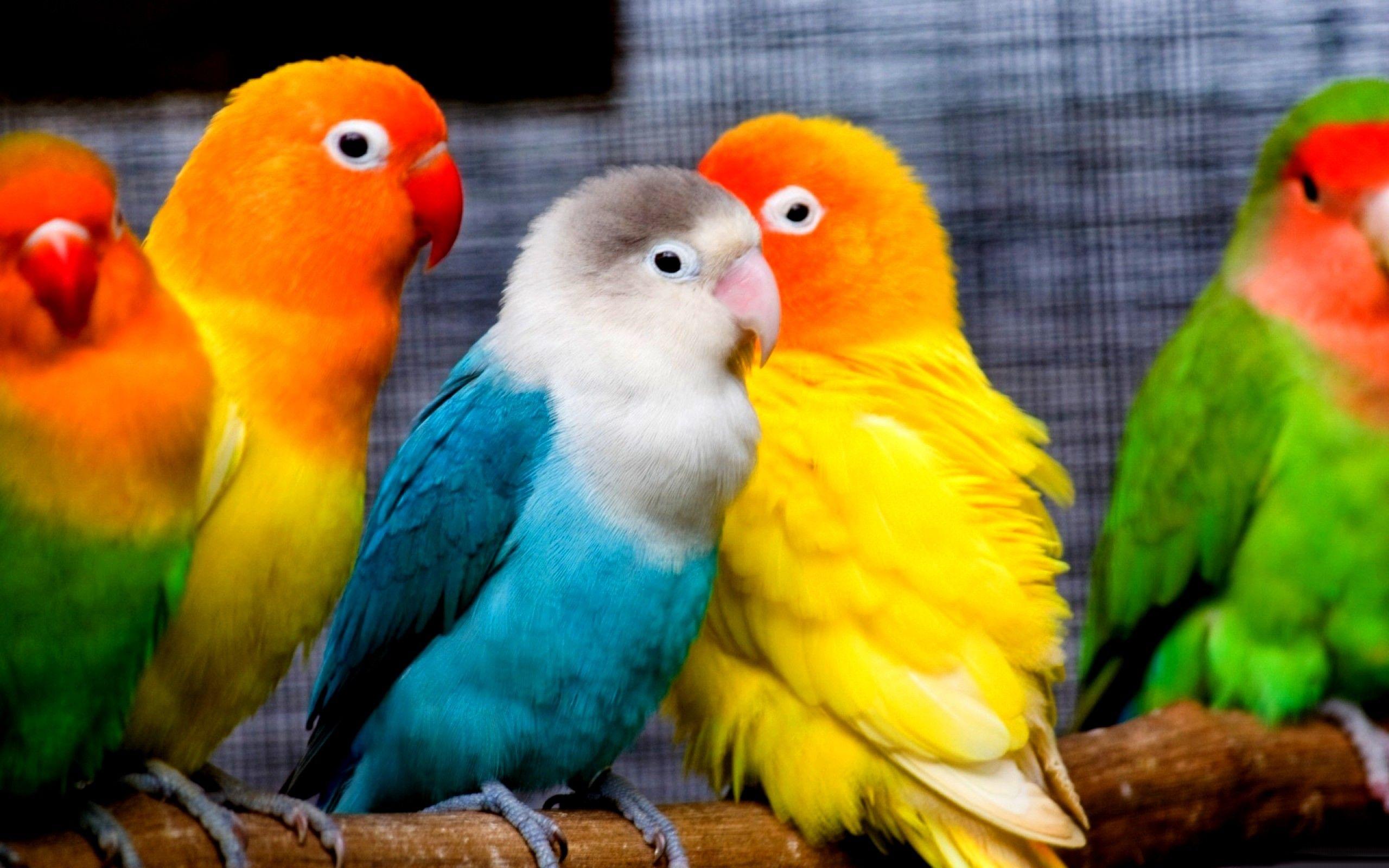 2560x1600 Baby Parrot HQ Desktop Wallpaper 19747