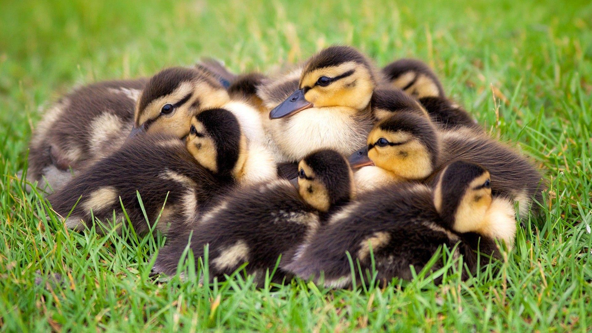 1920x1080 Birds, Small Ducks Baby Heating Each Other Wallpaper For Deskx1200 :