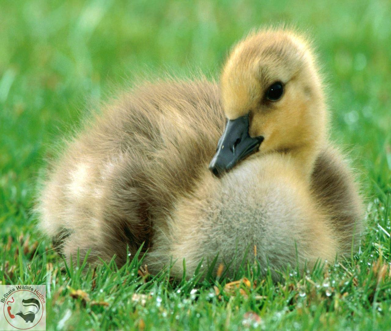 1280x1084 Missouri Wildlife Free Desktop Wallpaper Bi State Wildlife Hotline Inc