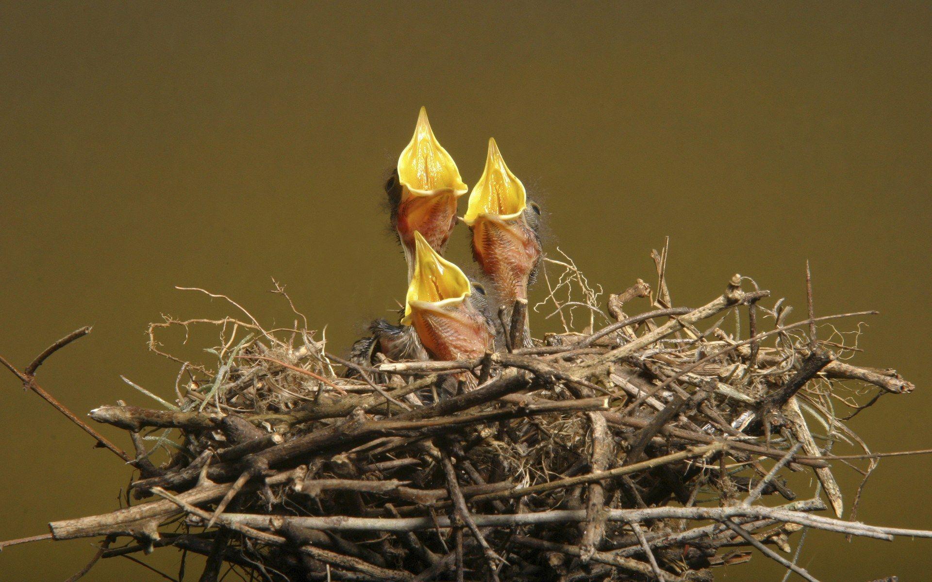 1920x1200 Baby birds in the nest Wallpaper Wallpaper 75946