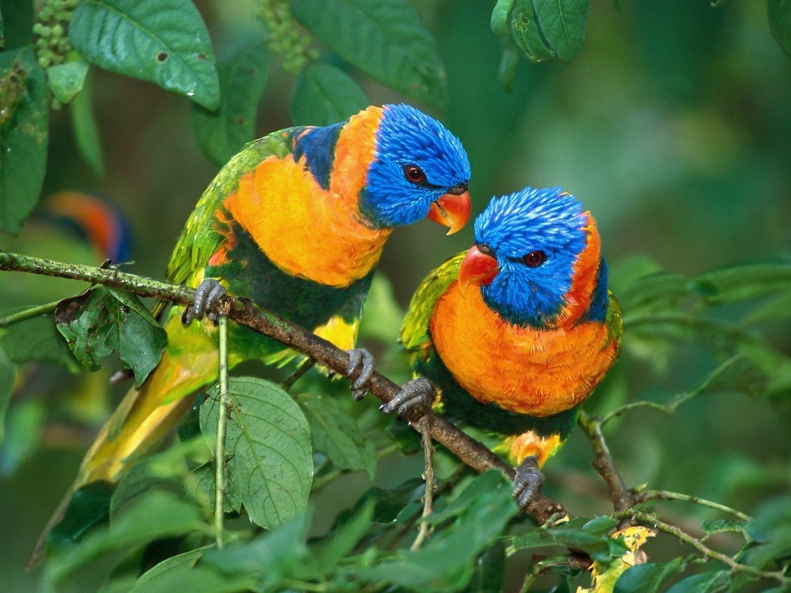 1600x1200 Wallpaper ME: Two Cute Baby Birds Wallpaper