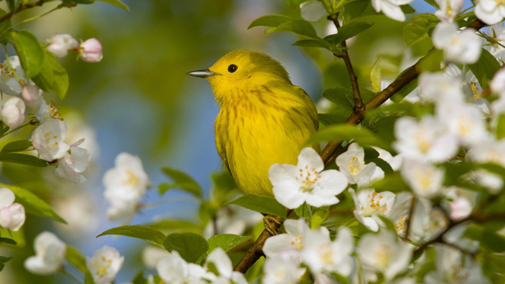 Birds and Flowers Desktop Wallpapers - Top Free Birds and Flowers Desktop Backgrounds
