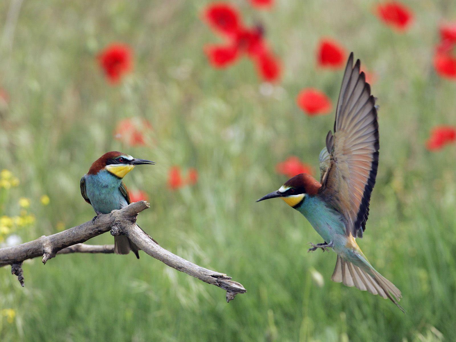 1600x1200 Wallpaper Birds and Flowers