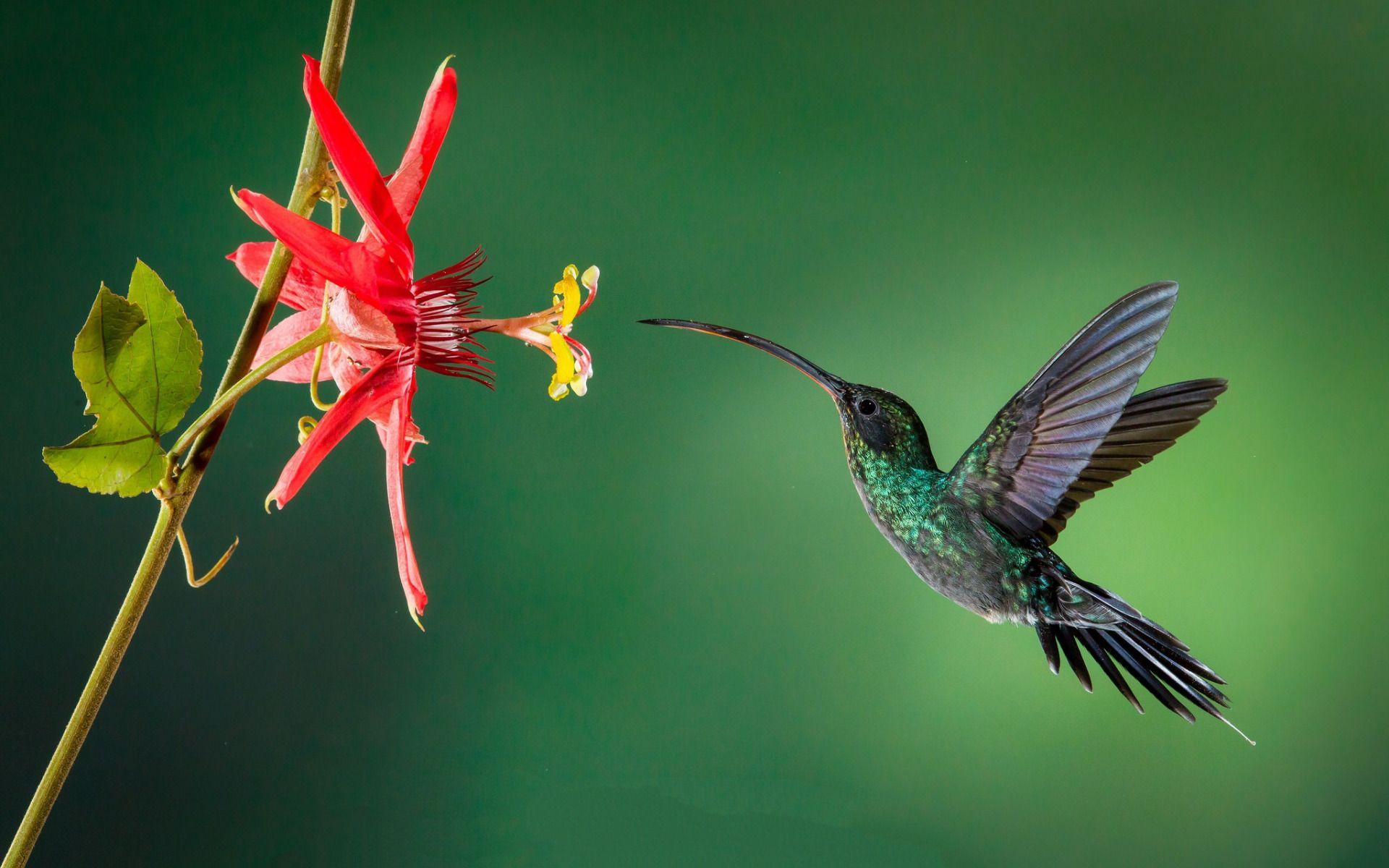 Birds and Flowers Desktop Wallpapers - Top Free Birds and Flowers