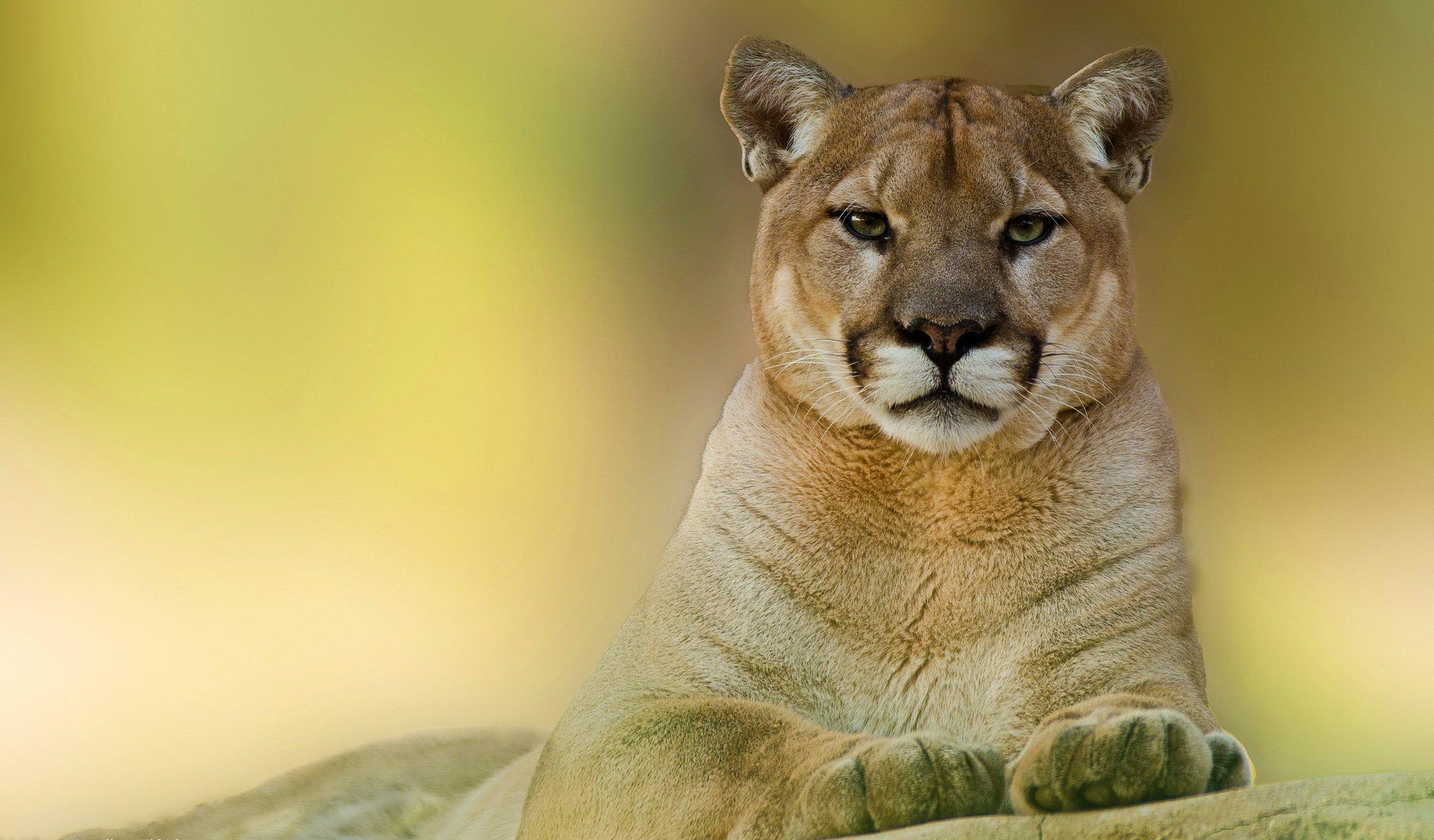 Puma Animal Wallpapers Top Free Puma Animal Backgrounds WallpaperAccess Puma Animal Wallpapers Top Free Puma Animal Backgrounds WallpaperAccess