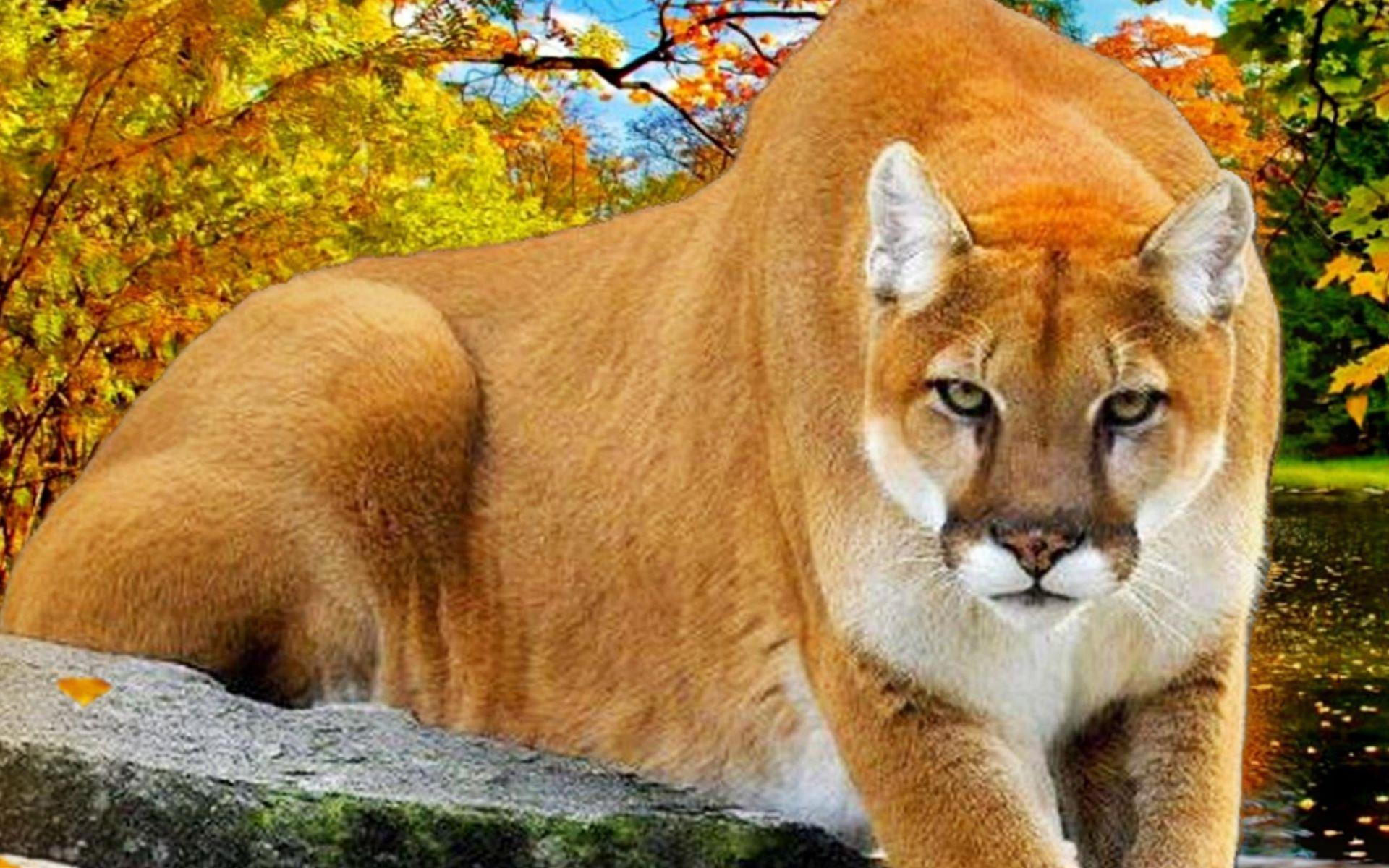 Puma Animal Wallpapers - Top Free Puma Animal Backgrounds - WallpaperAccess