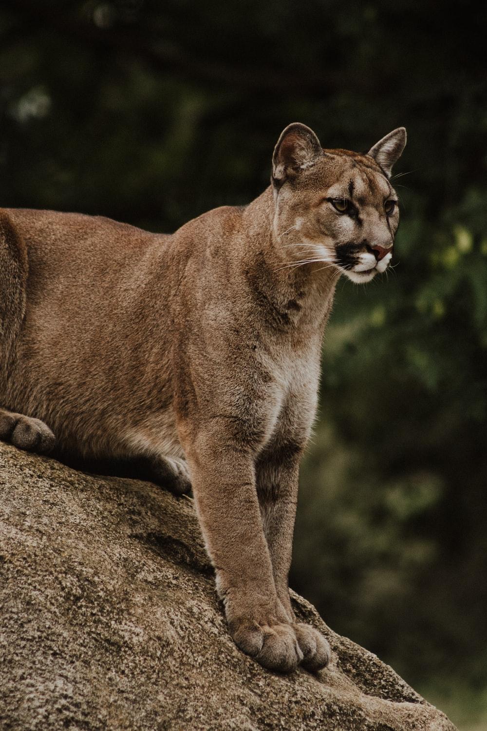 Puma Animal Wallpapers Top Free Puma Animal Backgrounds WallpaperAccess Puma Animal Wallpapers Top Free Puma Animal Backgrounds WallpaperAccess