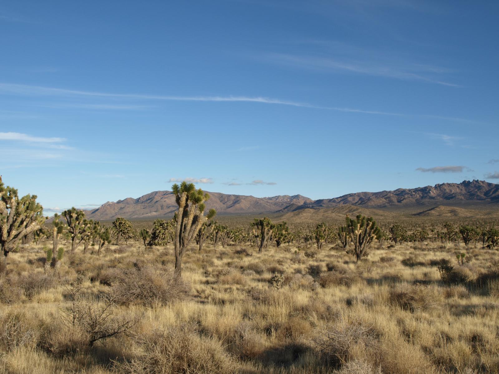 Mojave Desert Wallpapers - Top Free Mojave Desert Backgrounds ...