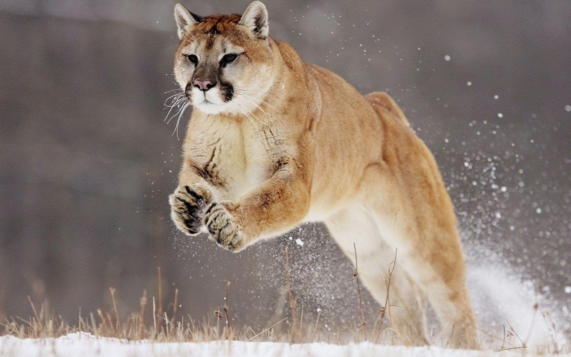 Puma Animal Wallpapers Top Free Puma Animal Backgrounds WallpaperAccess Puma Animal Wallpapers Top Free Puma Animal Backgrounds WallpaperAccess