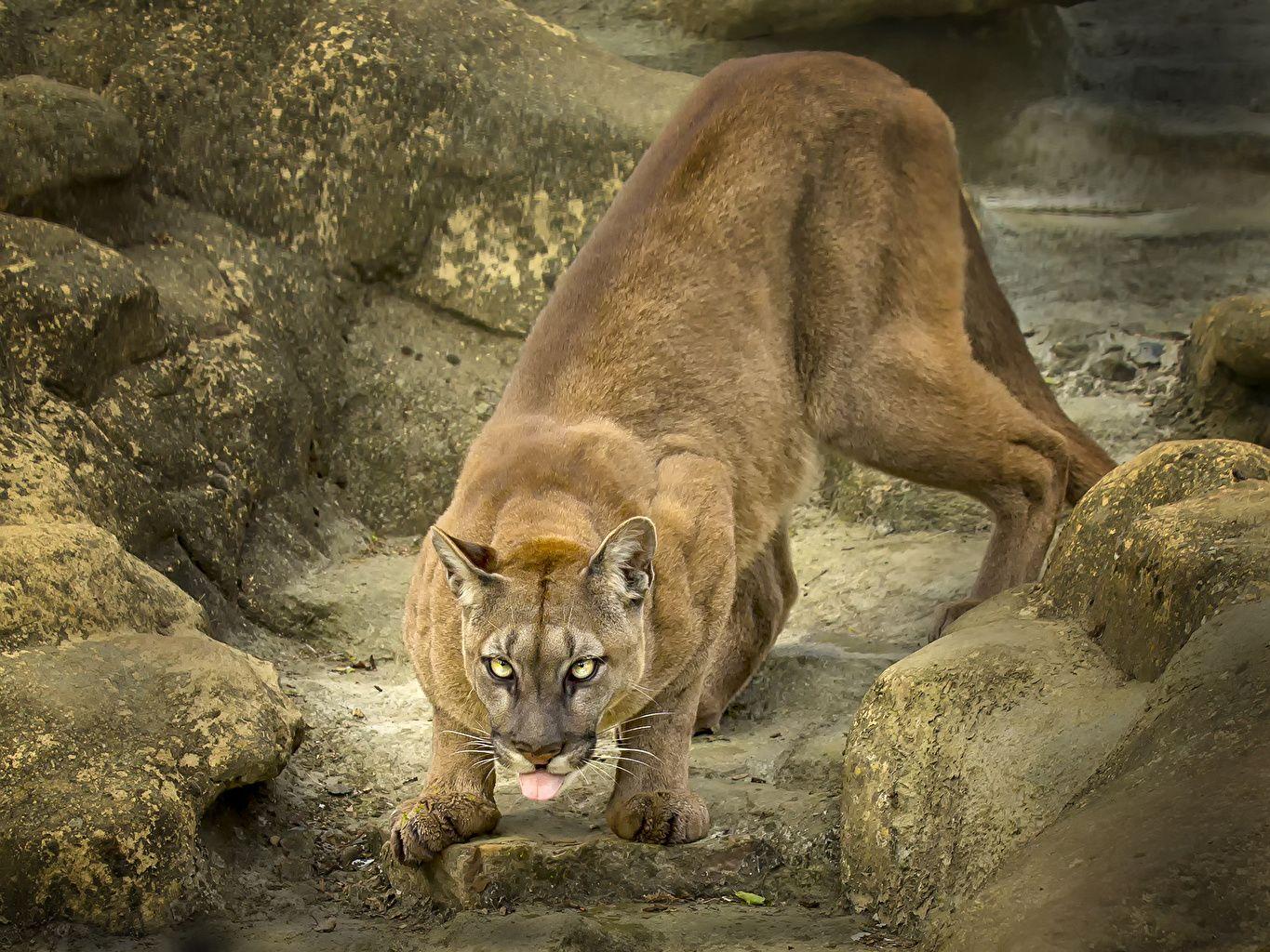 Puma Animal Wallpapers Top Free Puma Animal Backgrounds WallpaperAccess Puma Animal Wallpapers Top Free Puma Animal Backgrounds WallpaperAccess