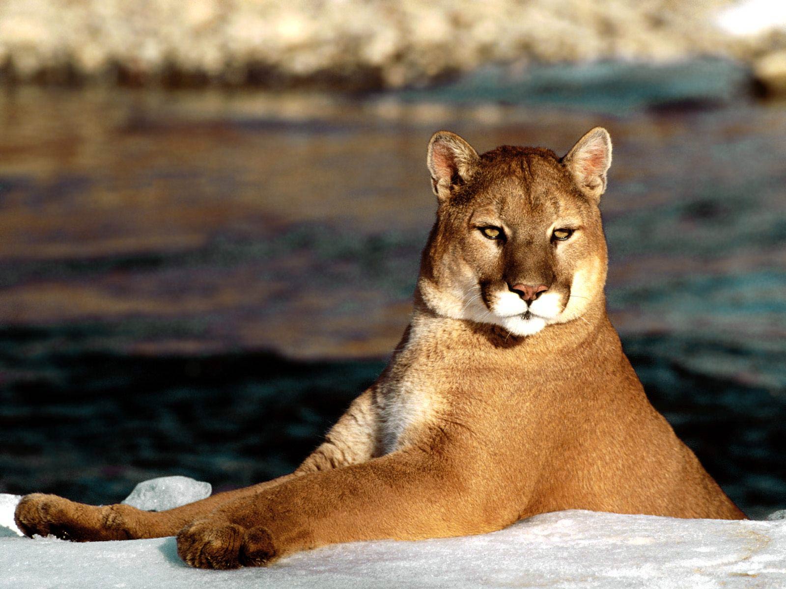 Puma Animal Wallpapers Top Free Puma Animal Backgrounds WallpaperAccess Puma Animal Wallpapers Top Free Puma Animal Backgrounds WallpaperAccess