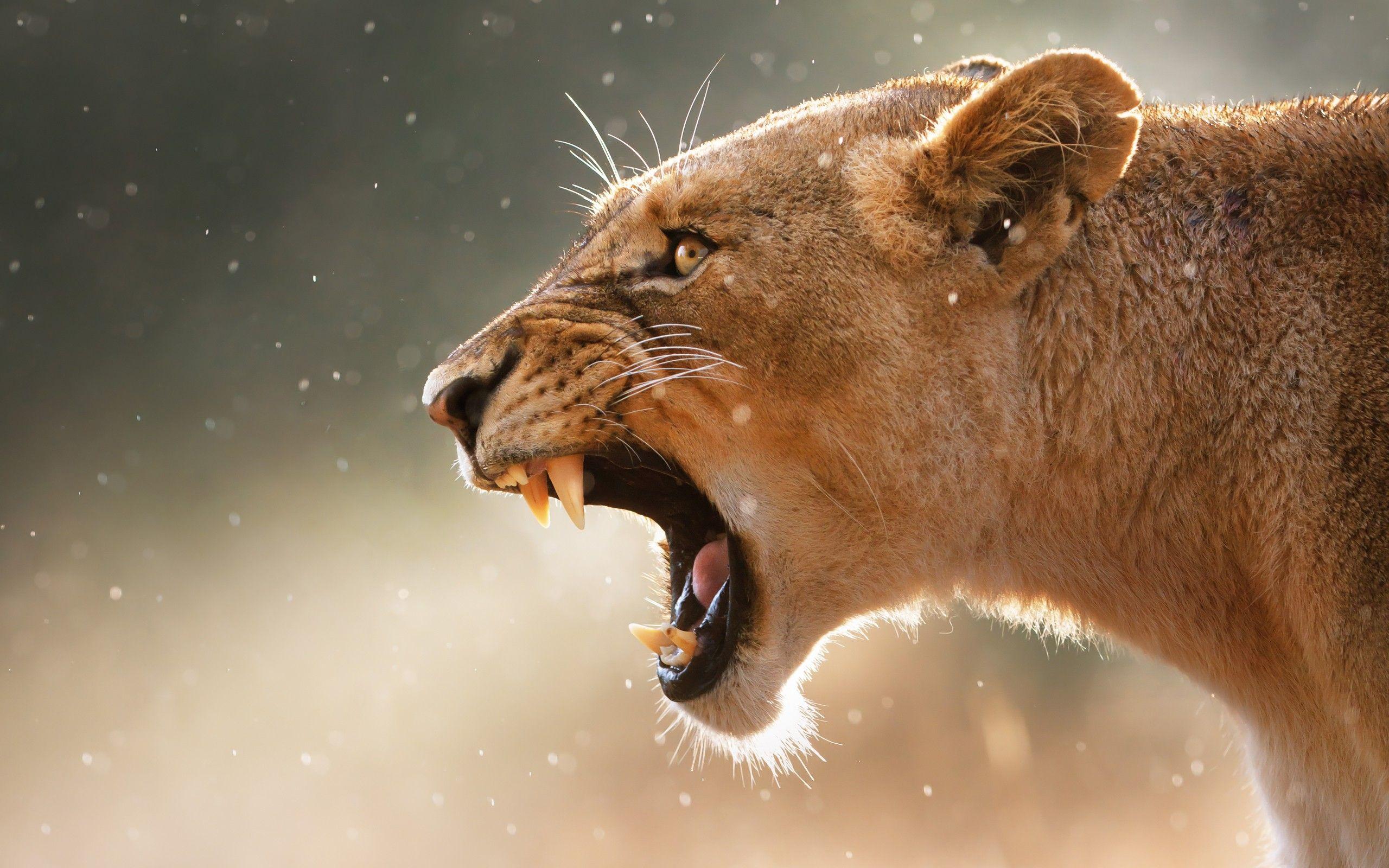 2560x1600 animals, mother, puma, fangs, lions, cougar, mountain lion wallpaper