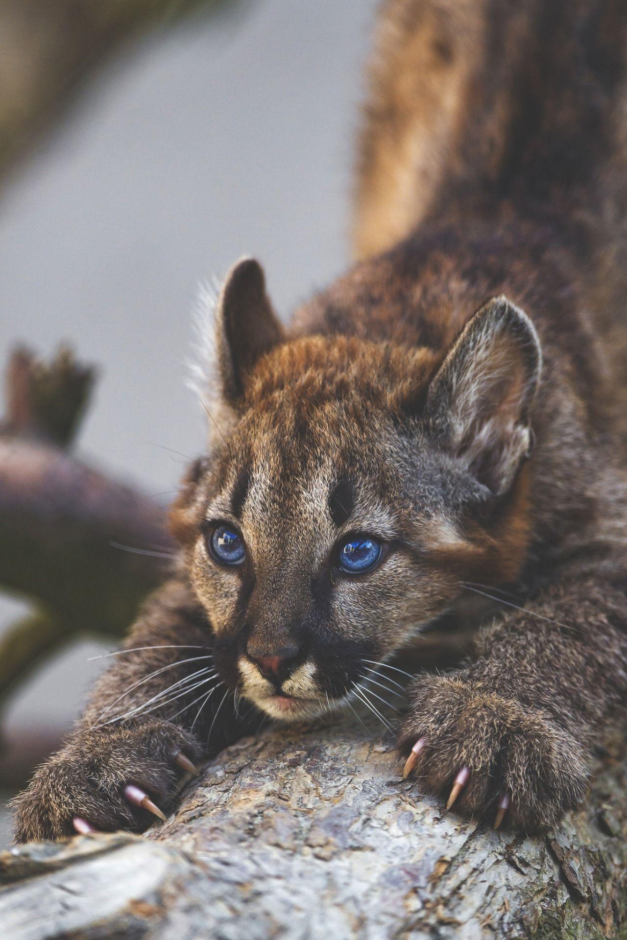 blue puma animal