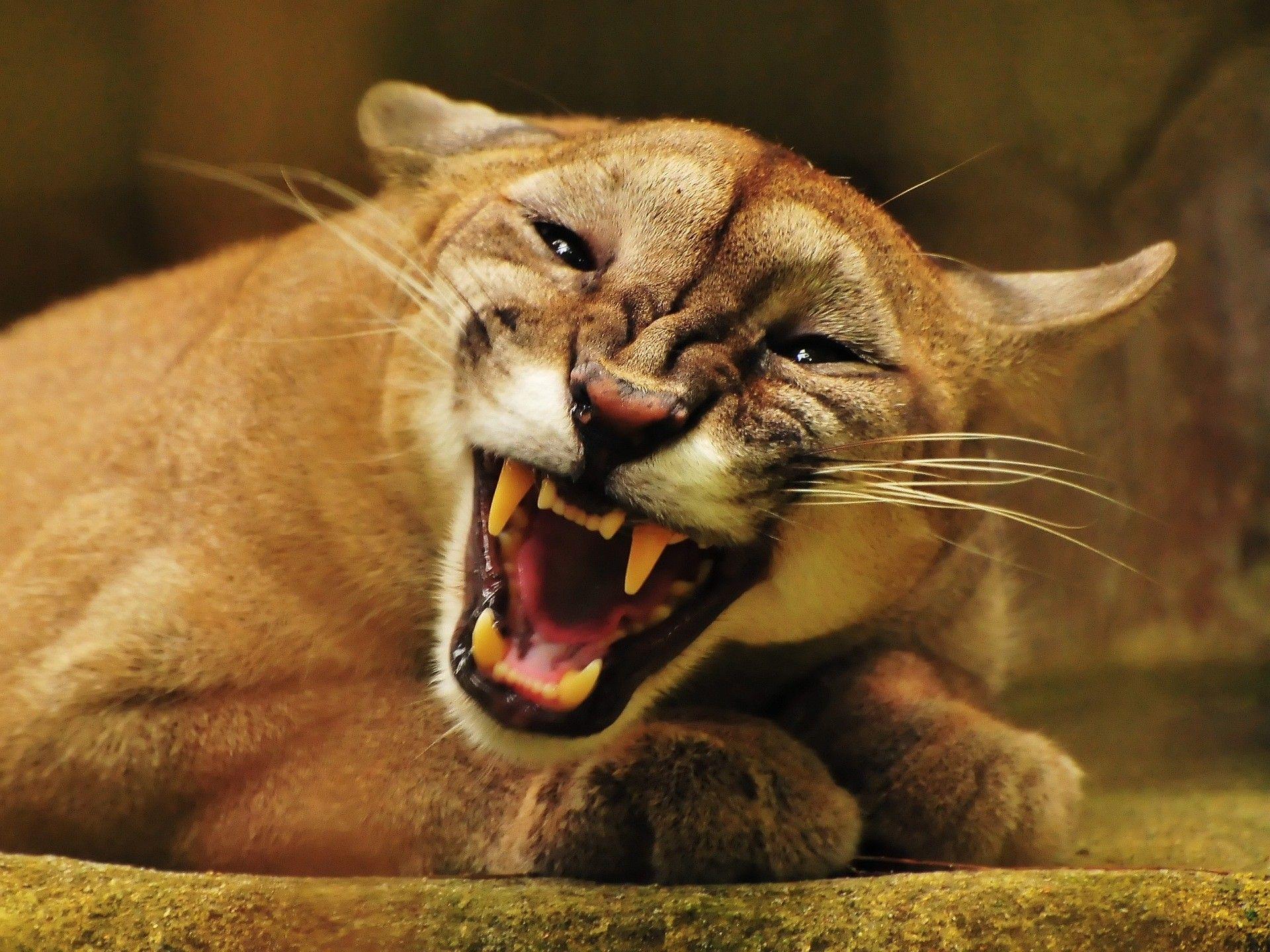 1920x1440 Cougar Wallpaper