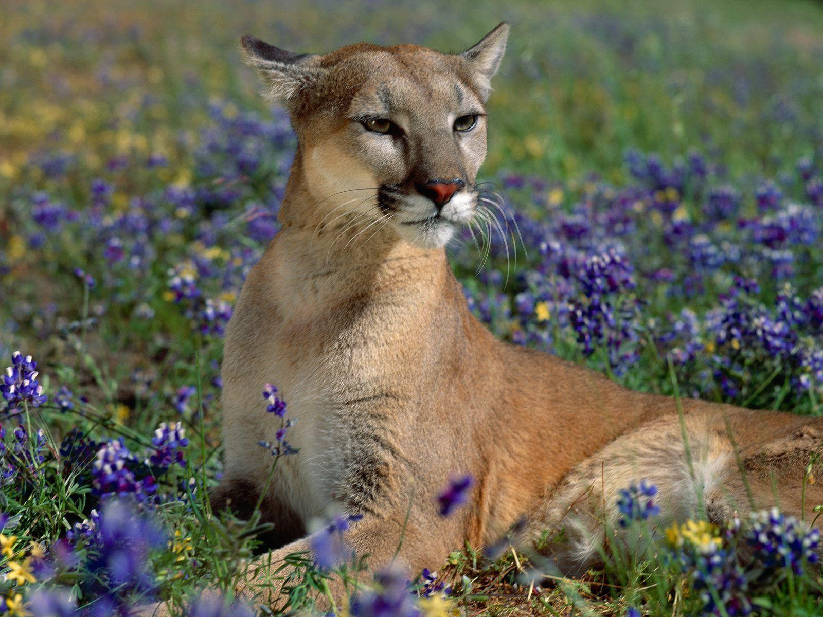 Puma Animal Wallpapers Top Free Puma Animal Backgrounds WallpaperAccess Puma Animal Wallpapers Top Free Puma Animal Backgrounds WallpaperAccess