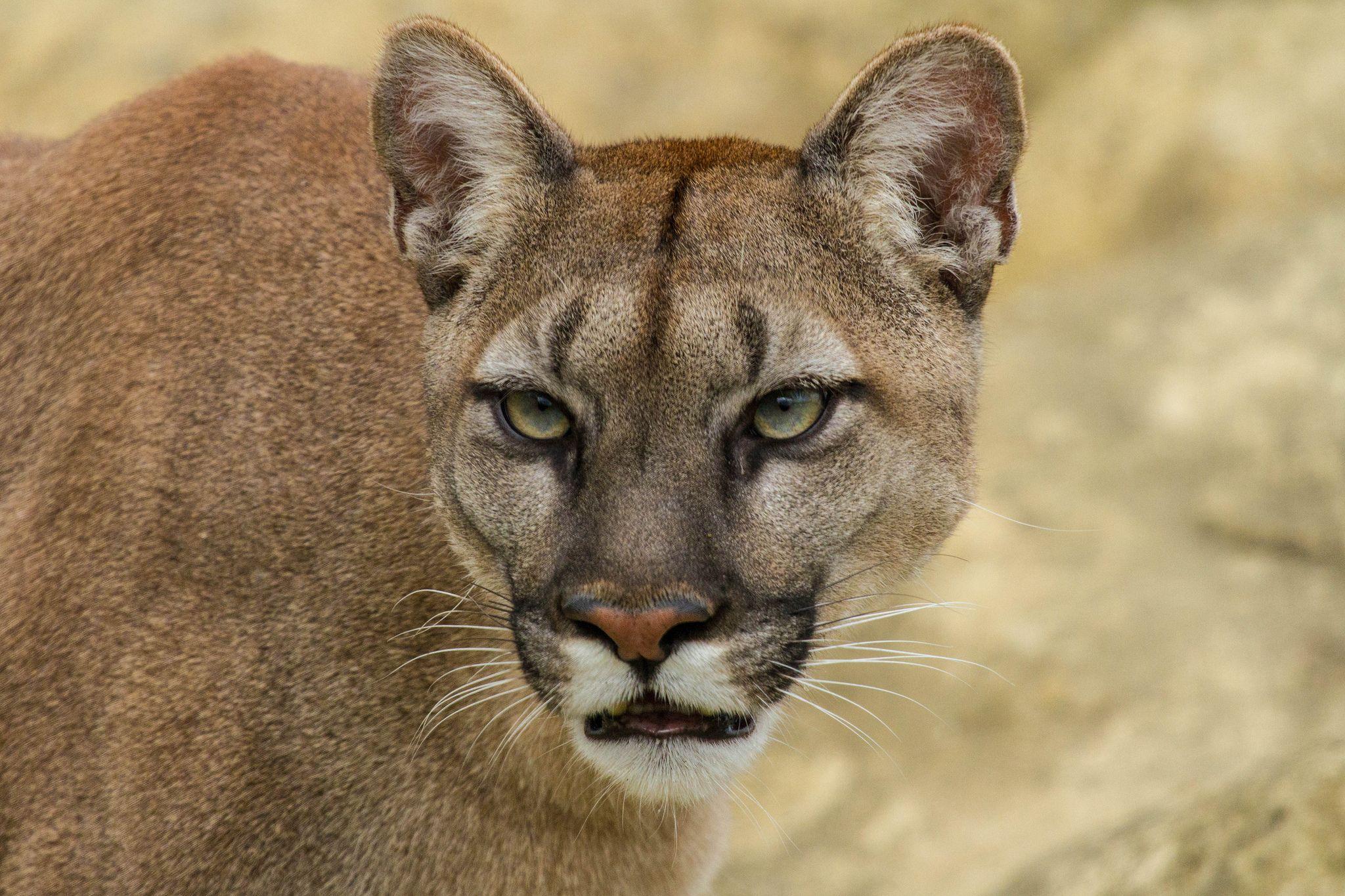 2048x1365 Cougar Background. Cougar Wallpaper, Cougar Woman Wallpaper and Cougar Wallpaper Klay Thompson