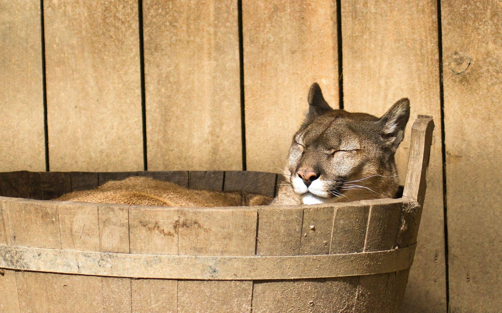 1920x1200 Daily Wallpaper: Peaceful Puma. I Like To Waste My Time