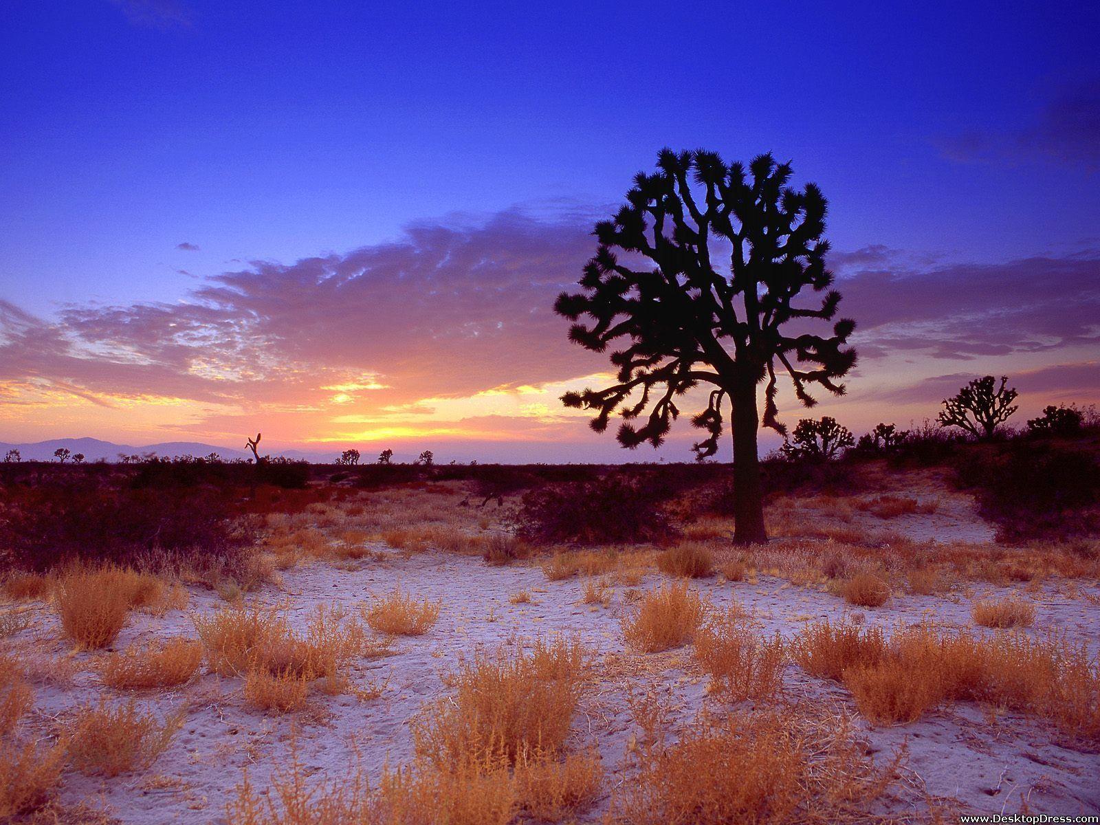 Mojave Desert Wallpapers Top Free Mojave Desert Backgrounds Wallpaperaccess