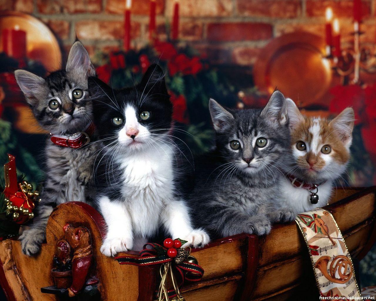 1280x1024 Christmas Cat Wallpaper for Your Desktop Background. Happy New