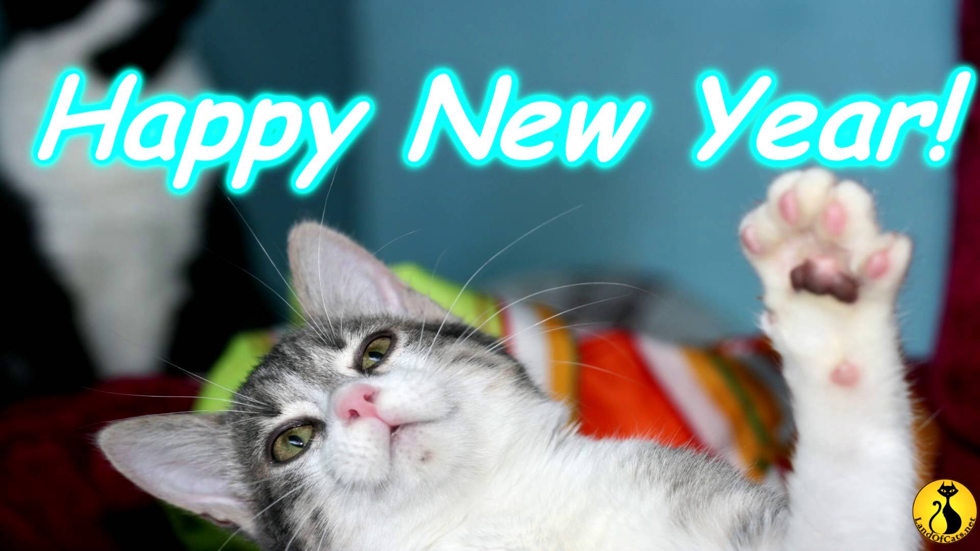 New Year's Cat Wallpapers Top Free New Year's Cat Backgrounds
