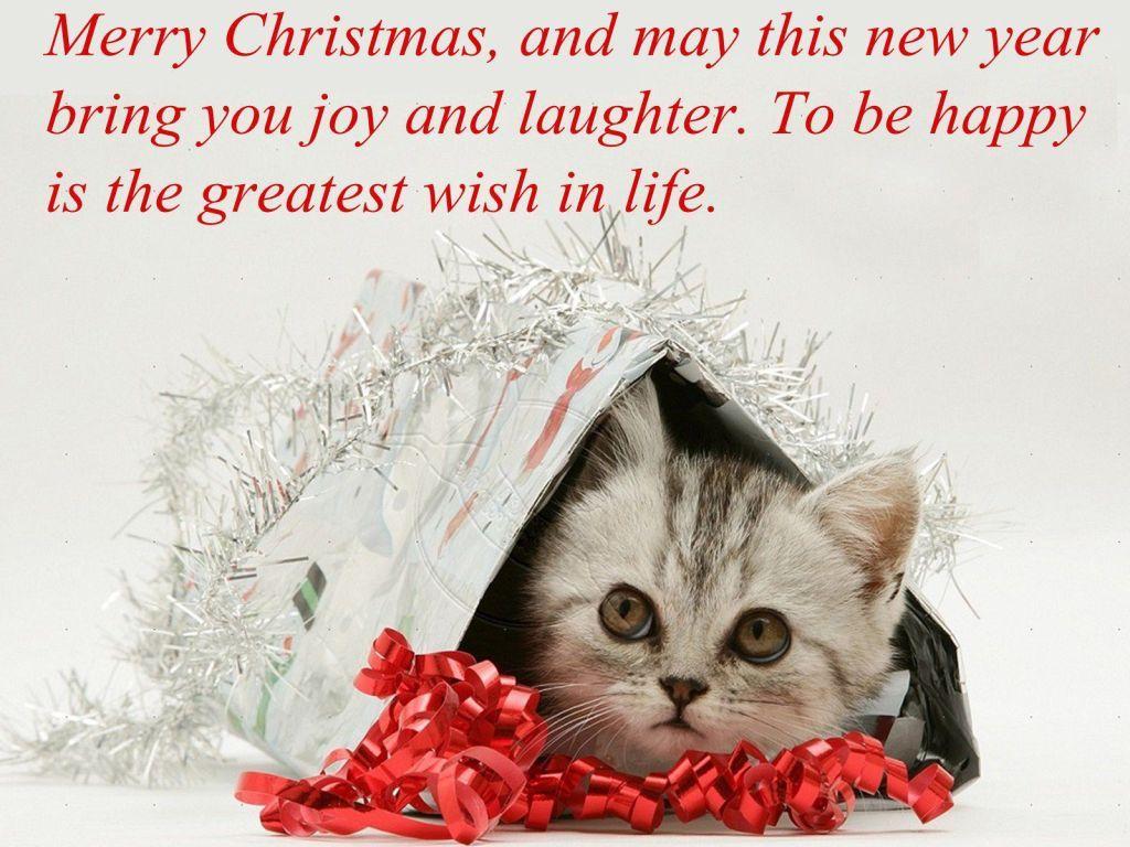 New Year&#039;s Cat Wallpapers - Top Free New Year&#039;s Cat Backgrounds - WallpaperAccess