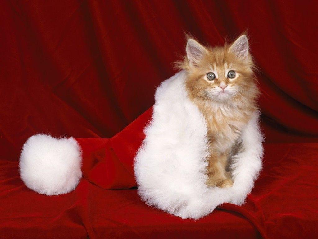 1024x768 Download santa paws HD Widescreen Wallpaper from the above