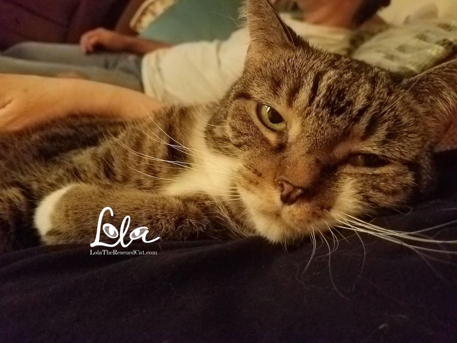 1600x1200 Lola The Rescued Cat: Sunday Selfie New Year's Wishes