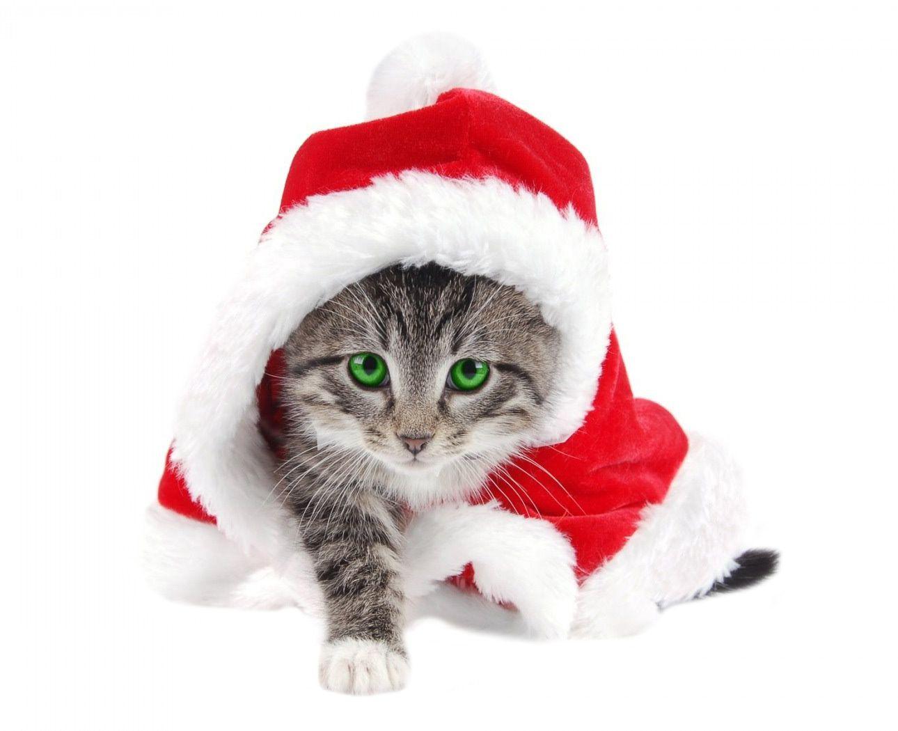 1290x1050 Photo collage New Year's Kitten: Description, program parameters