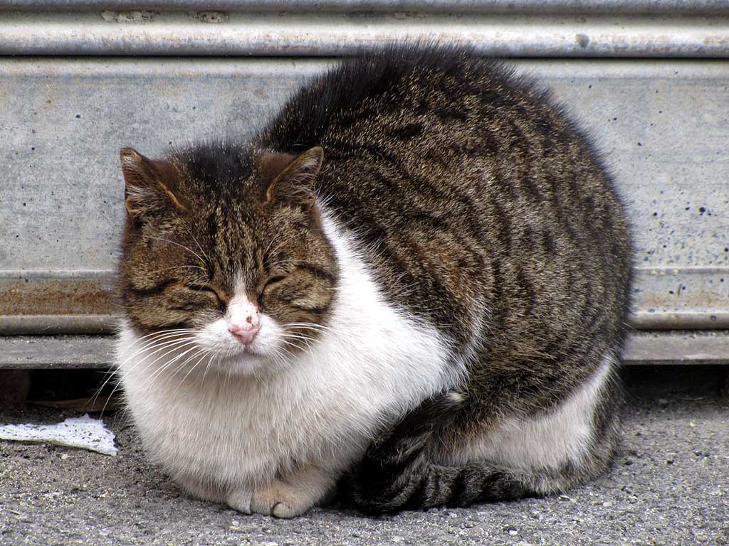 1024x768 Livorno Daily Photo: New Year's Cat