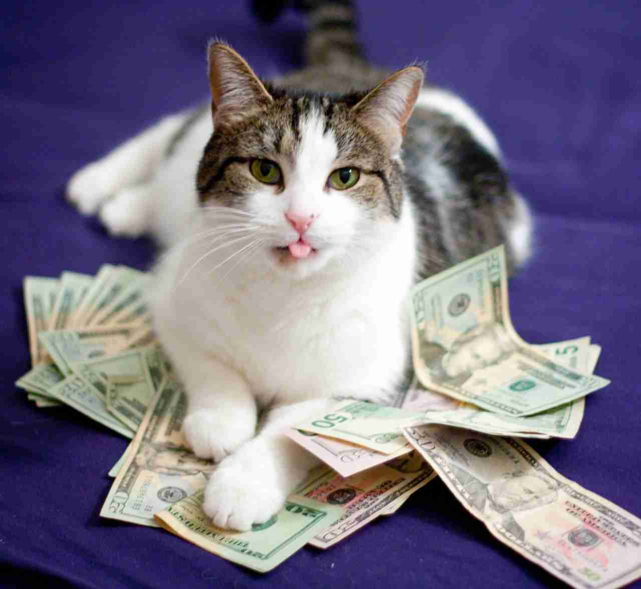 1280x1177 Money Cats masterpost, to have your LIFE!!. Kitties