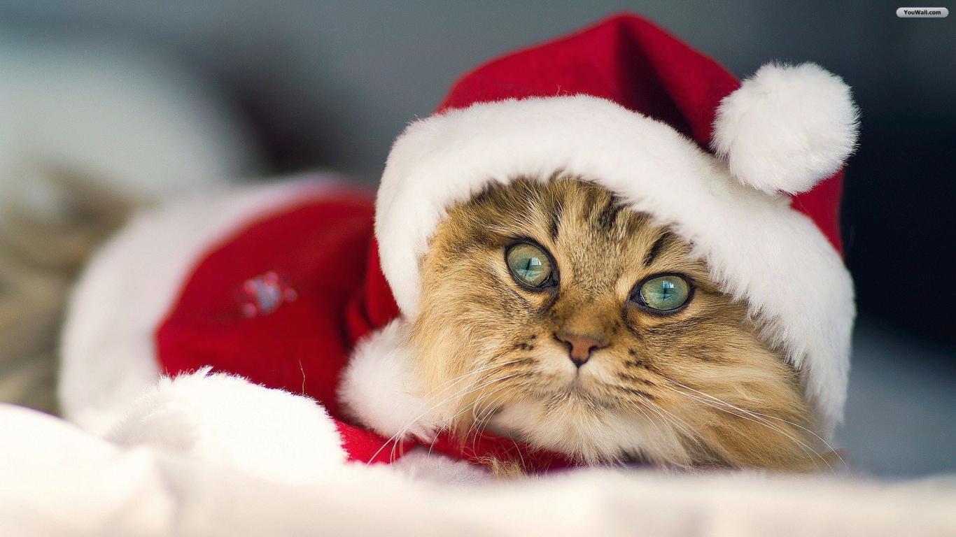 1366x768 Christmas Cat Wallpaper for Your Desktop Background. Happy New