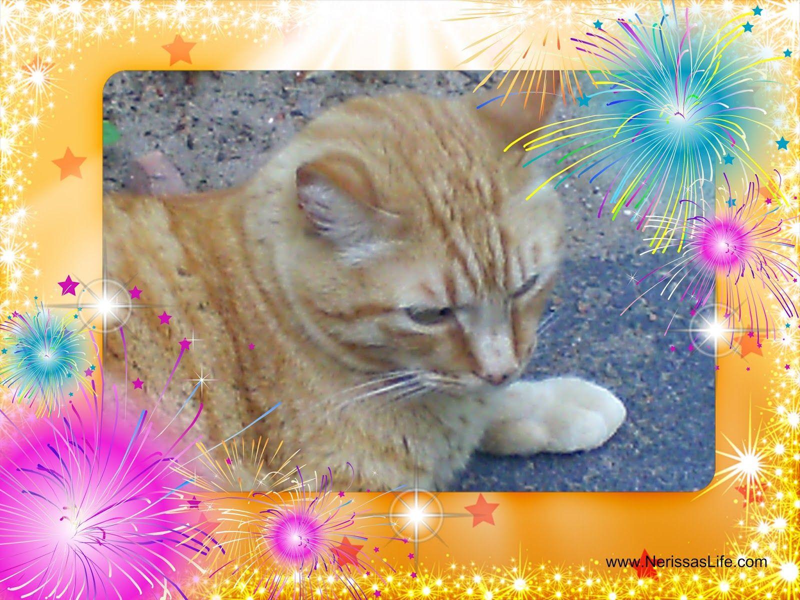 1600x1200 Nerissa's Life: New Year's Eve, already