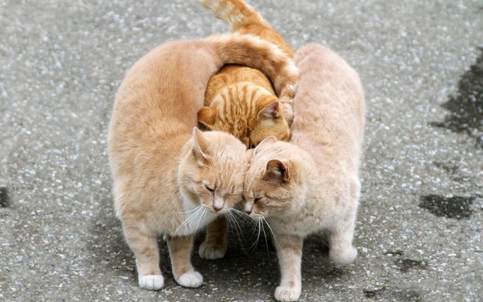 1920x1200 CAT FRIDAY: Cats' New Year's Resolutions