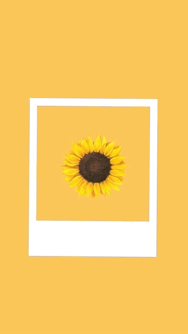 Sunflower Minimalist Wallpapers - Top Free Sunflower Minimalist ...