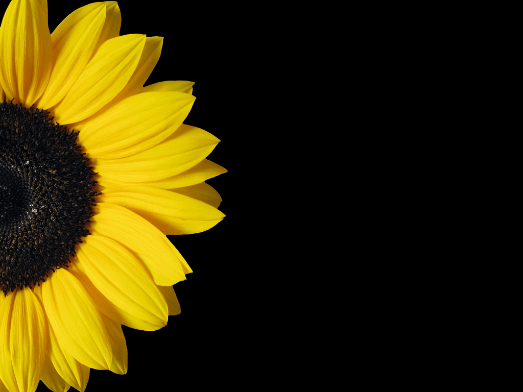 Minimalist Sunflower Desktop Wallpaper