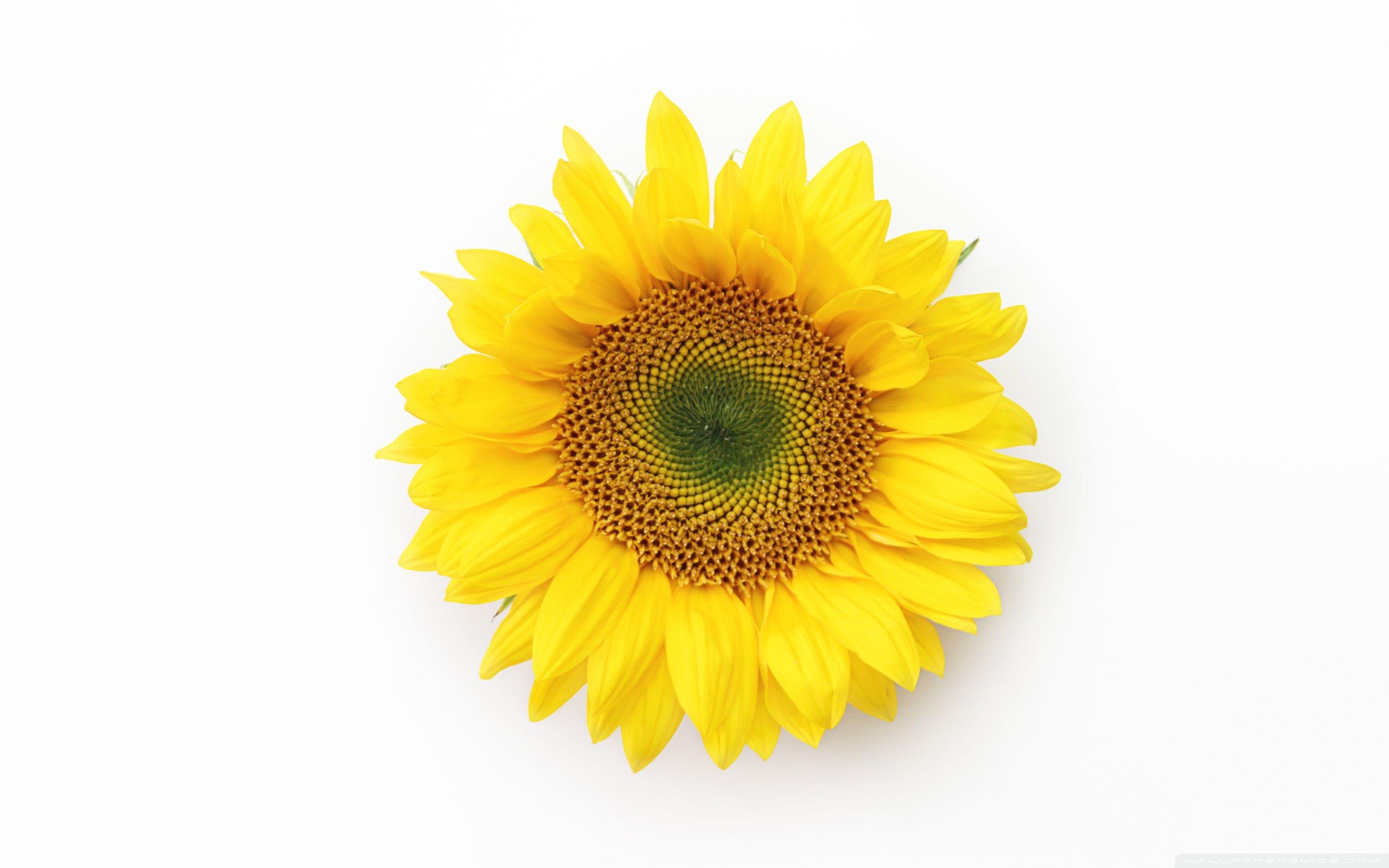 2560x1600 Sunflower Ultra HD Desktop Background Wallpaper for 4K UHD TV : Widescreen & UltraWide Desktop & Laptop : Multi Display, Dual & Triple Monitor : Tablet
