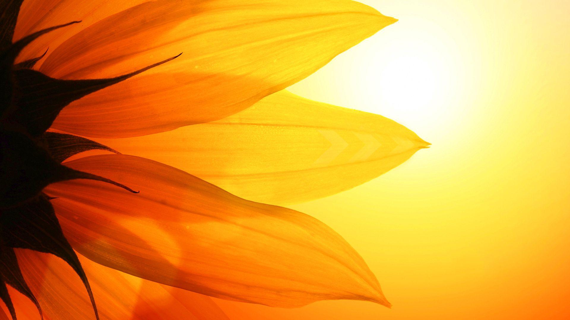 Sunflower Minimalist Wallpapers - Top Free Sunflower Minimalist Backgrounds - WallpaperAccess